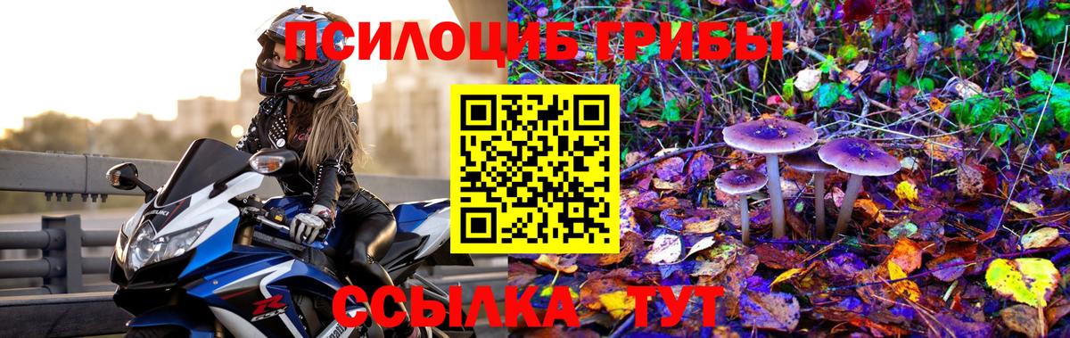 Псилоцибиновые грибы Cubensis Белореченск